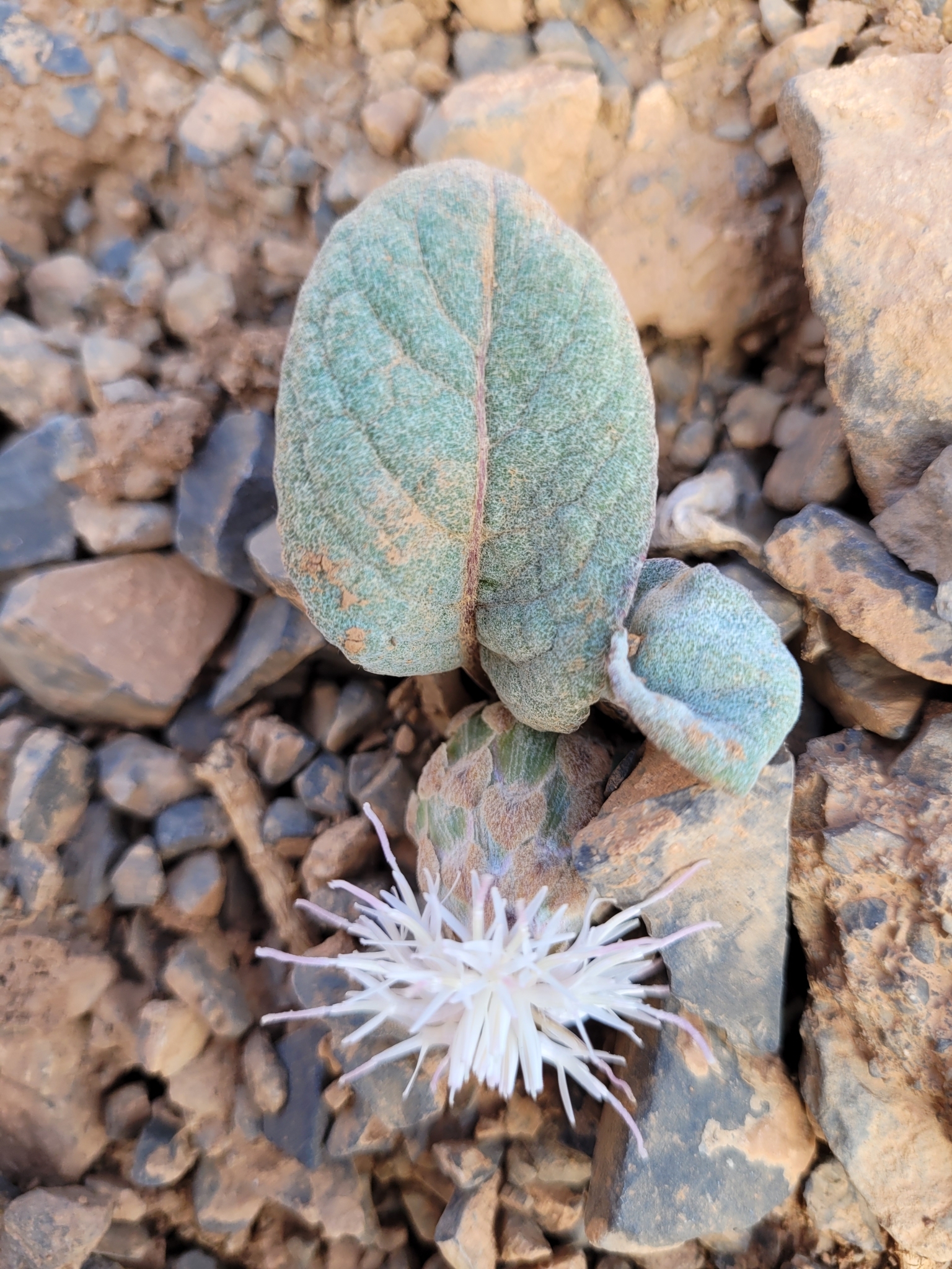 Rhaponticum berardioides