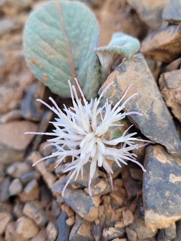 Rhaponticum berardioides