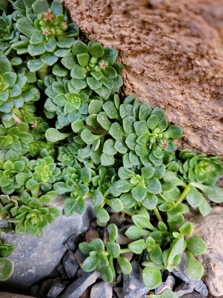 Monanthes atlantica, Ouarzazate, MA-SM, MA