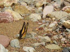 Heraclides androgeus reyesorum