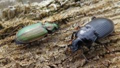 Agonum marginatum