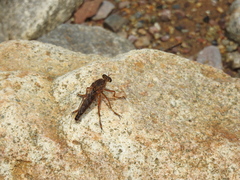 Dicranus
