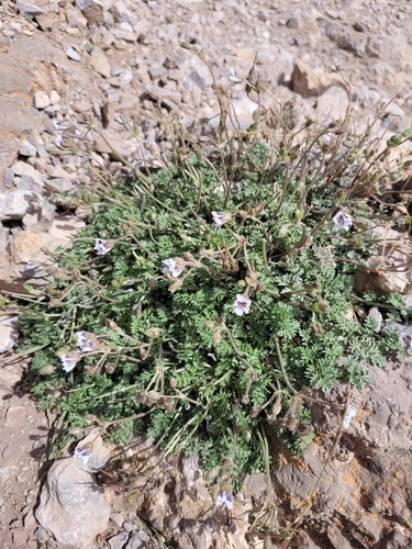 Erodium cheilanthifolium (Erodium cheilanthifolium)