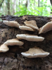 Protomerulius subreflexus