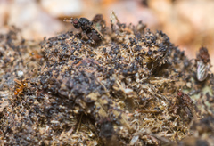 Poecilosomella