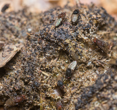 Poecilosomella