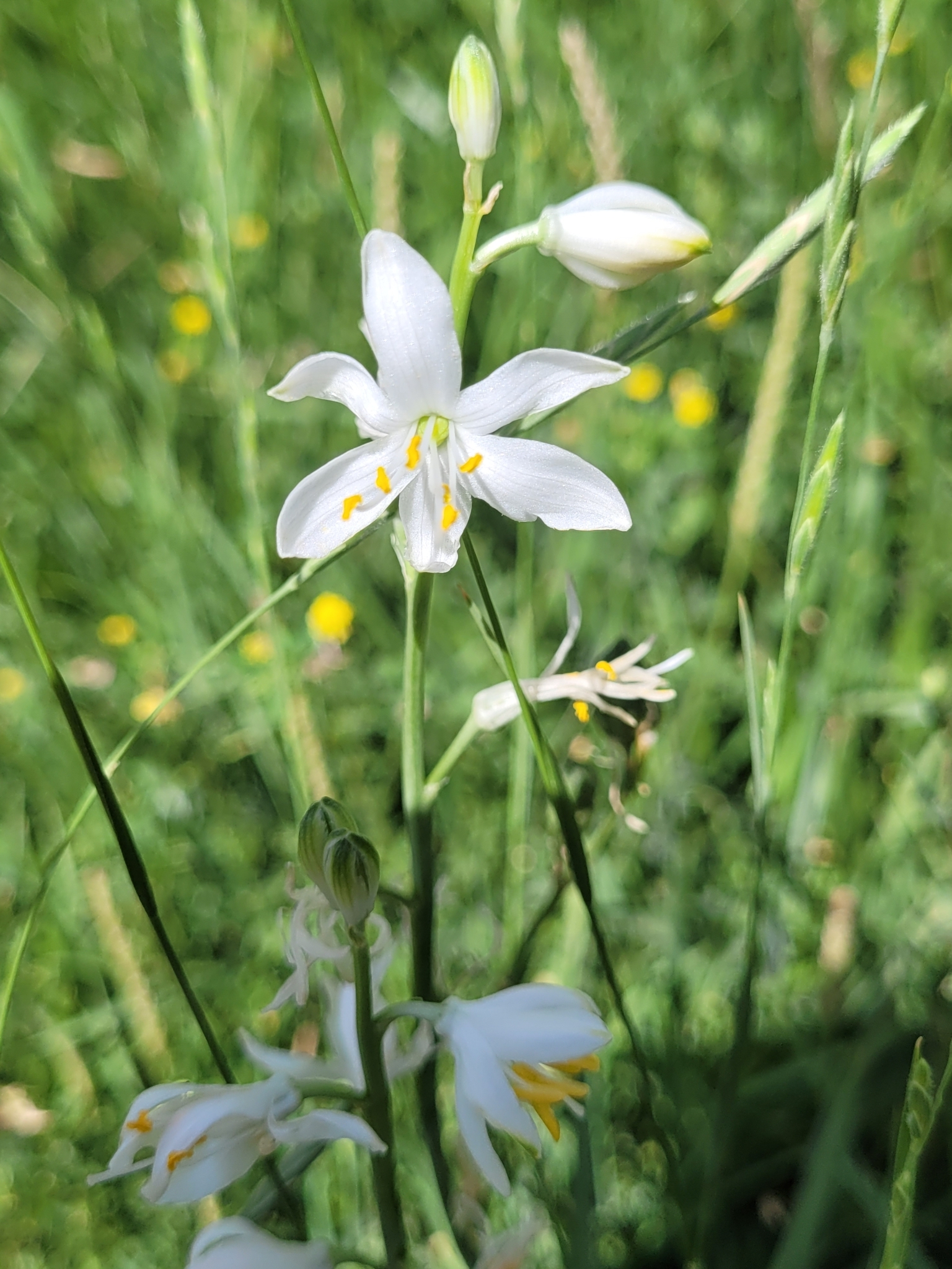 Anthericum baeticum