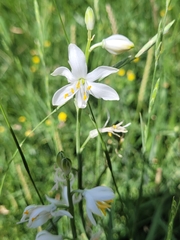 Anthericum baeticum, photograph (c) Roland Godon, some rights reserved (CC BY)