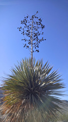 Yucca rostrata