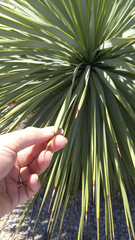 Yucca rostrata