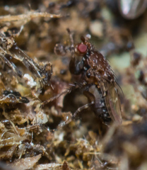 Poecilosomella