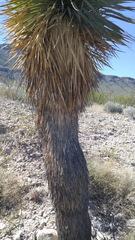 Yucca rostrata