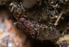 Poecilosomella