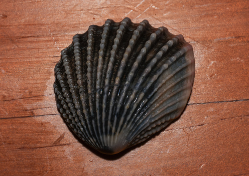 Neotrigonia margaritacea observed 2025-07-09