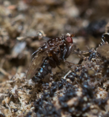 Poecilosomella