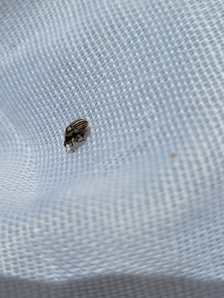 Tychius striatulus