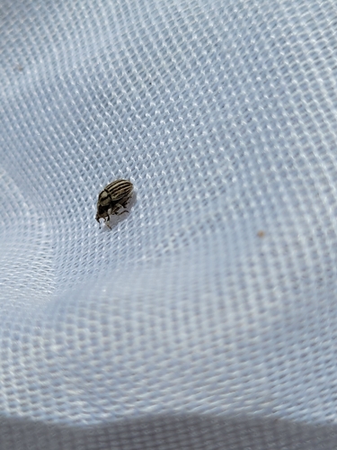 Tychius striatulus