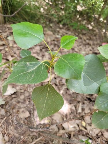 Black Poplar