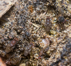 Poecilosomella