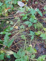 Equisetum pratense image