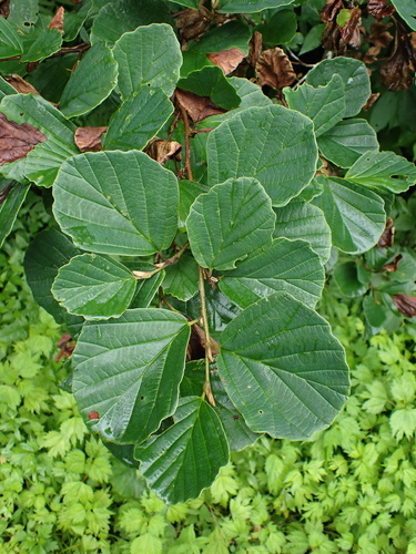 Hamamelis japonica f. auriflora iNat (2)