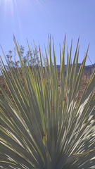 Yucca rostrata