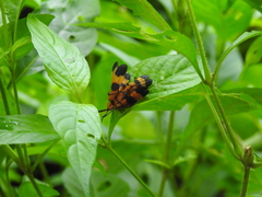 Calopteron reticulatum