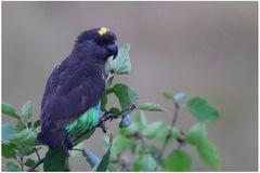Poicephalus meyeri