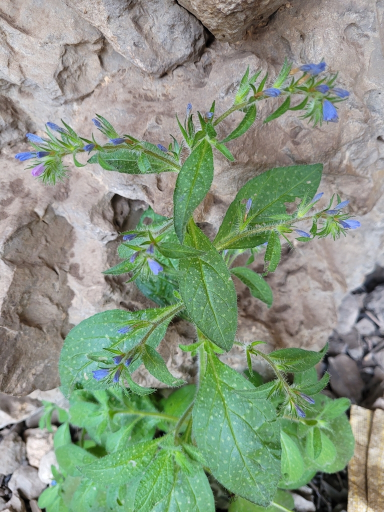 Echium petiolatum