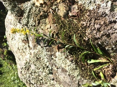 Solidago randii