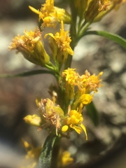 Solidago randii