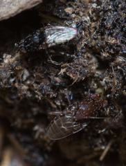 Poecilosomella