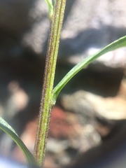 Solidago randii