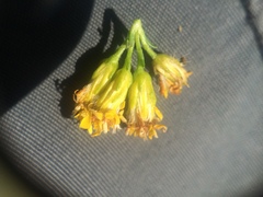 Solidago randii