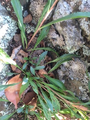 Solidago randii