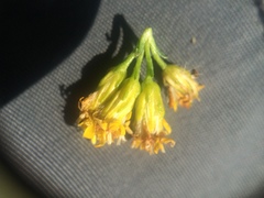 Solidago randii