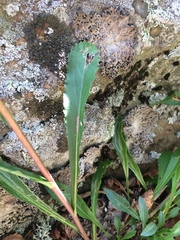 Solidago randii