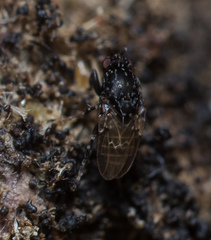 Poecilosomella