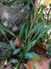 Solidago randii