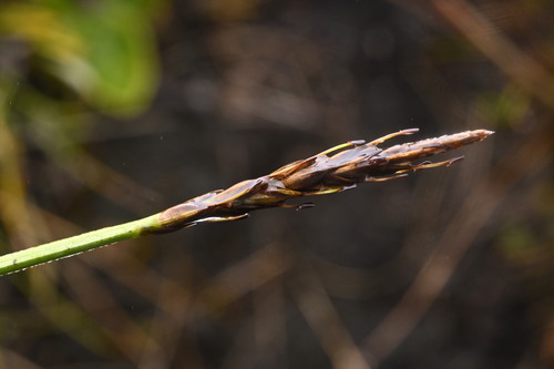 Carex penalpina observed 2025-04-22
