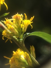 Solidago randii