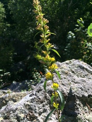 Solidago randii