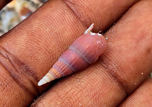 Bullia melanoides observed 2025-07-06