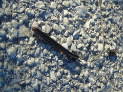 Pachyiulus apfelbecki