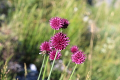 Allium sphaerocephalon