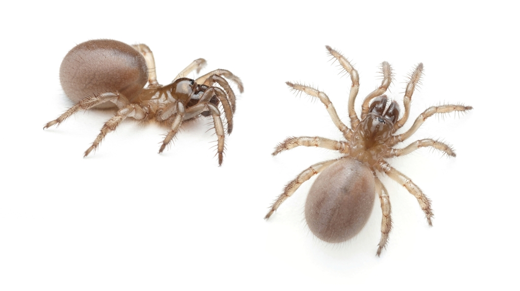 Aliatypus thompsoni