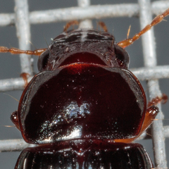 Harpalina