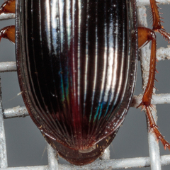 Harpalina