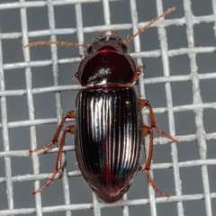 Harpalina