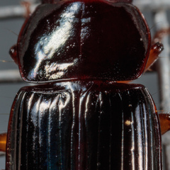 Harpalina